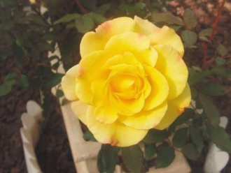 ҧ 4SCF