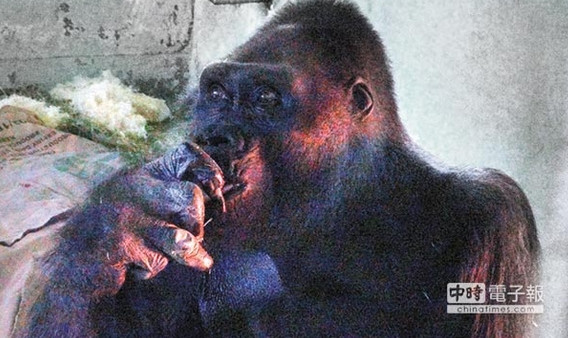 哥JZyLl͕L֡V̥ߢs