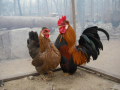 lZ쥼}H7N9f޷
