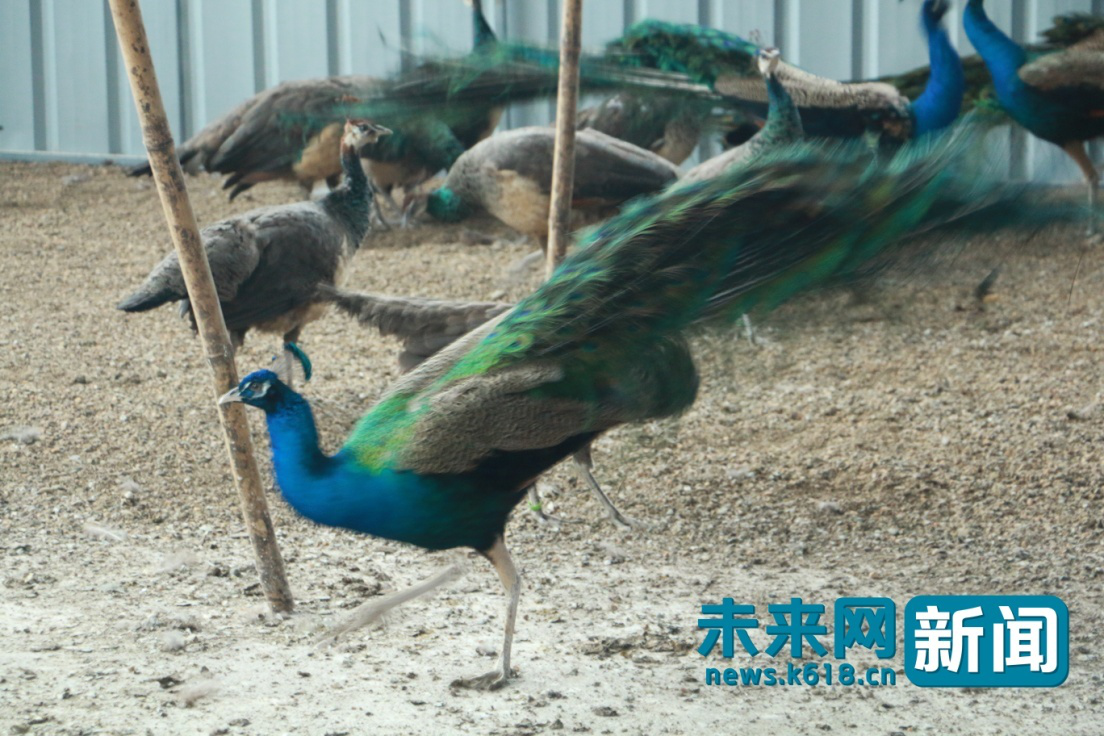 ew:Lէ衲̣eePs