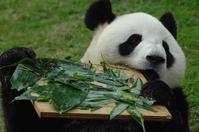 贈澳大熊貓“心心”腎衰竭病逝內地專家稱罕見 贈澳大熊貓“心心”腎衰竭病逝內地專家稱罕見