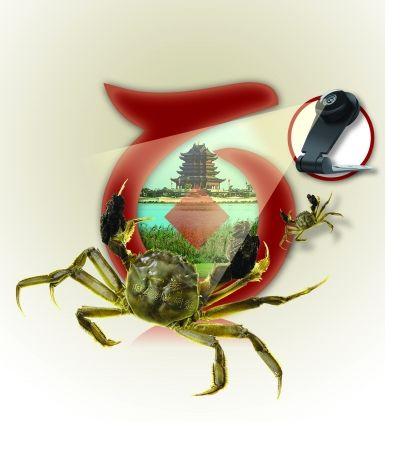 陽澄湖插直播"真蟹秀" 1/3市價可買正宗大閘蟹? 陽澄湖插直播"真蟹秀" 1/3市價可買正宗大閘蟹?