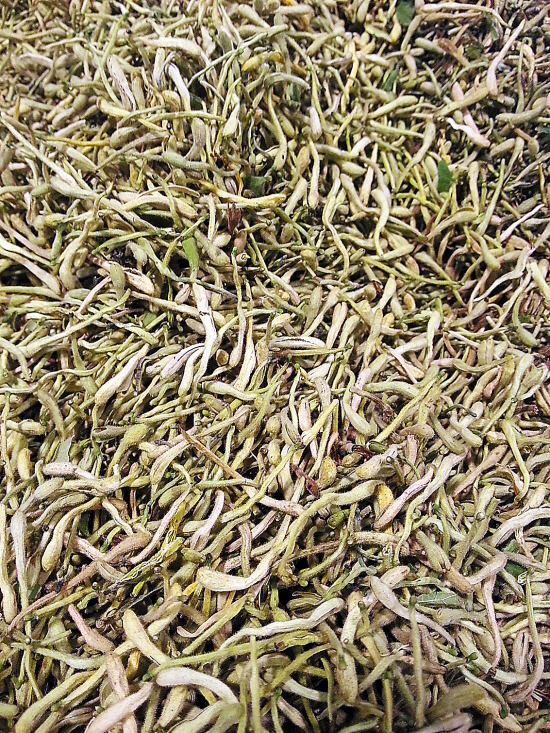 健康消暑:少喝冰鎮飲料 自制消暑涼茶(圖) 健康消暑:少喝冰鎮飲料 自制消暑涼茶(圖)