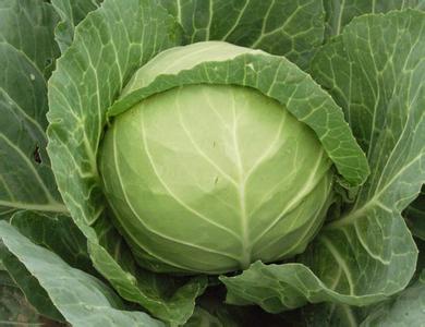 海帶護發雞蛋護甲 10種養生食物對女人最有用