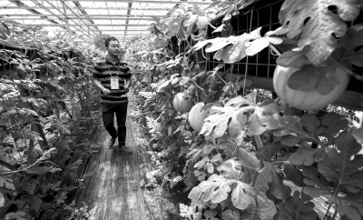 京種企簽1500萬美元大單 涉及小麥蔬菜等多品種 京種企簽1500萬美元大單 涉及小麥蔬菜等多品種