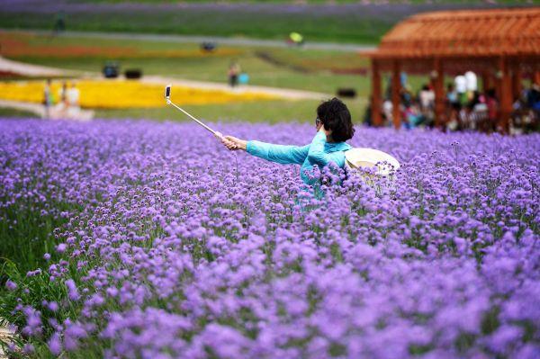 臺媒：大陸遊客鐘情薰衣草 “拯救”西班牙蕭條小鎮