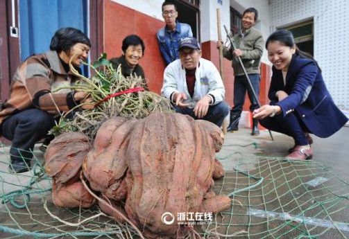 浙江現巨無霸番薯 直徑122厘米重達111斤