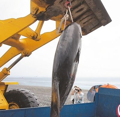 魚獲上岸花蓮外海里“流動的財富”（圖）