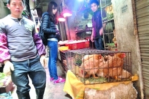 在出現本地首例人感染H7N9病例的沙東市場旁，仍有檔口現宰現賣<a href='http://big5.gwytb.gov.cn/gate/big5/search.xinmin.cn/?q-ifbase4-base12-Pea0u+m4oQ~~' target='_blank' class='keywordsSearch'><p  align=