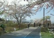 陶醉浪漫春景 感受大美江原道