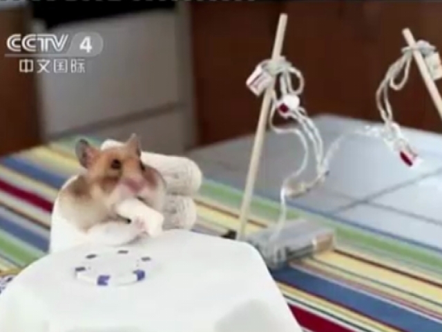 有愛！  倉鼠“登門”迷你餐廳啃玉米卷