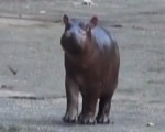 河馬寶寶萌翻 動物園出動10名工作人員搞定健檢