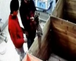 動物園員工虐待小華南虎被開除
