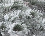 廬山風景獨好 驚現雨凇、霧凇景觀