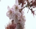 阿里山櫻花季起跑 遊客搶拍櫻花王