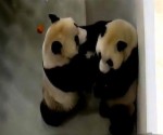 臺北動物園為大熊貓“圓圓”人工授精