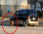 英國無良飼主開車遛狗 被網友聲討