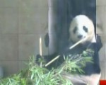 熊貓中的“百歲老人”壽星 巴斯過生日
