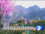 豆漿發酵喂“茶”寶寶 暗器指“刀”採收快
