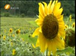 臺東向日葵花海