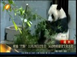 熊貓“巴斯”11月28日過生日 從動物明星變文化大使