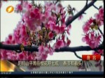 陽明山平菁街櫻花開七成 春節有看頭