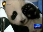 雙胞胎接連報到 熊熊給你“報”一下