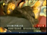 媽祖帽子里的秘密  整齊的發髻是真人頭發