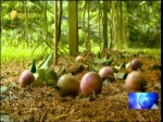 農二代返鄉助陣 老爸的甜美傳“百鄉”