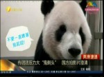 傳團團壓力大“鬼剃頭” 園方拍影片澄清