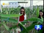 大陸西南艷陽下 臺灣農業大展伸手