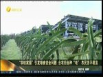 “非核家園”引發糧食安全問題 臺農田全種“電”農民苦不堪言