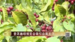 普洱咖啡博覽會吸引臺商關注