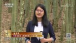 南投看工藝：引入創意 竹海煥發新生機
