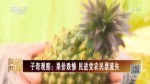 子奇觀察：果價跌慘 民進黨農民票流失