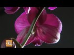 《花開兩岸》--浪漫芬芳