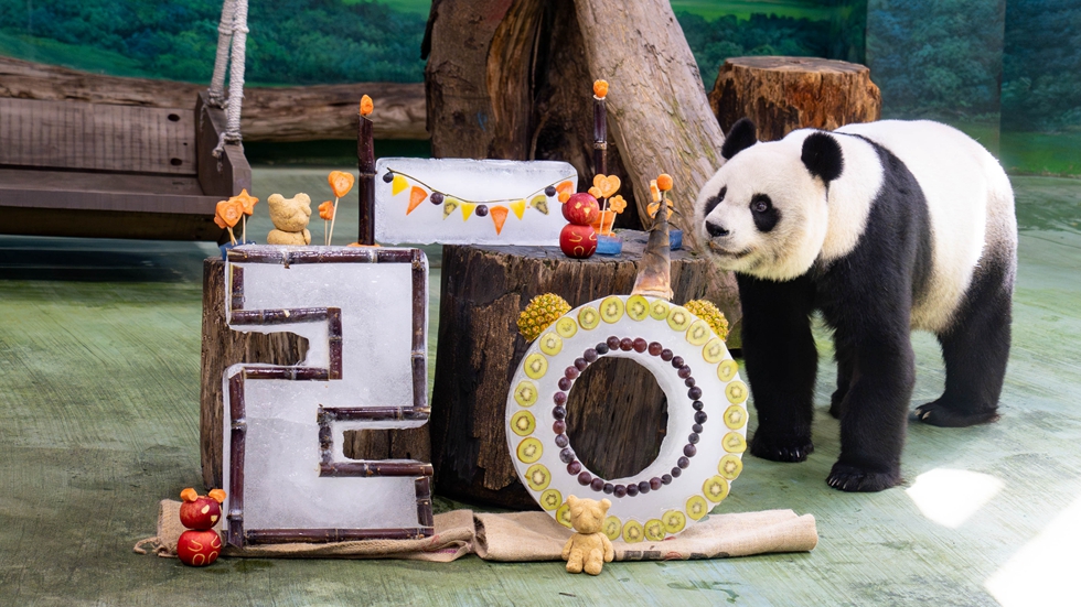 日本議員妄想從臺北動物園換大熊貓 國臺辦：癡人說夢